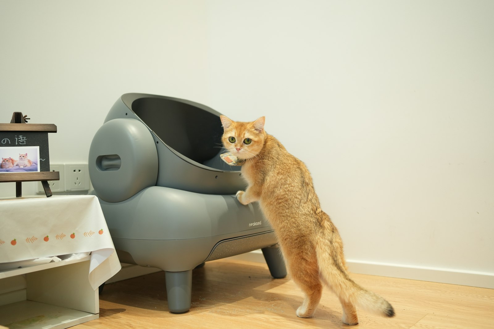 Orange cat standing on its hind legs to look into an open-top Neakasa automatic litter box