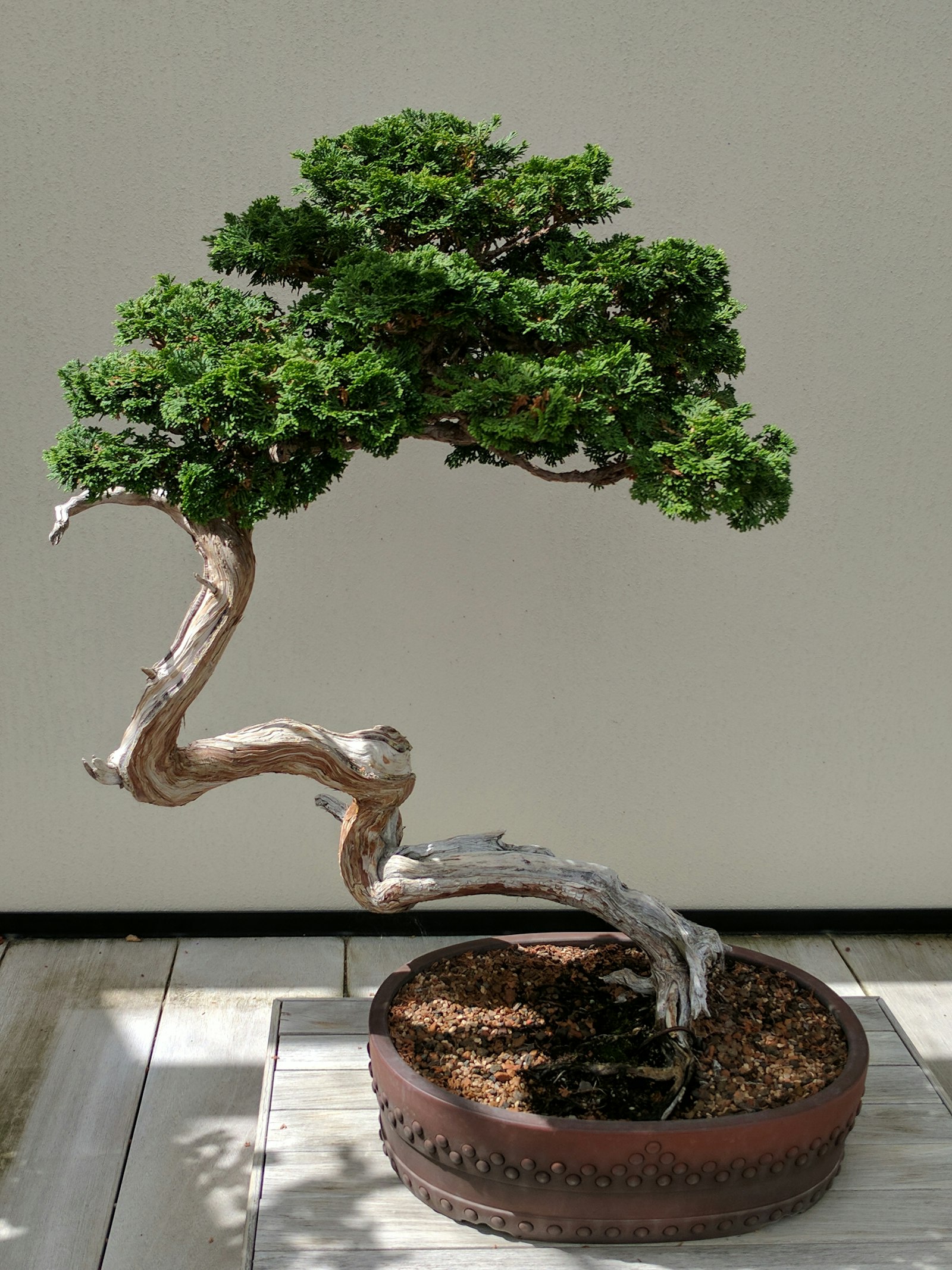A bonsai tree in a pot on a table