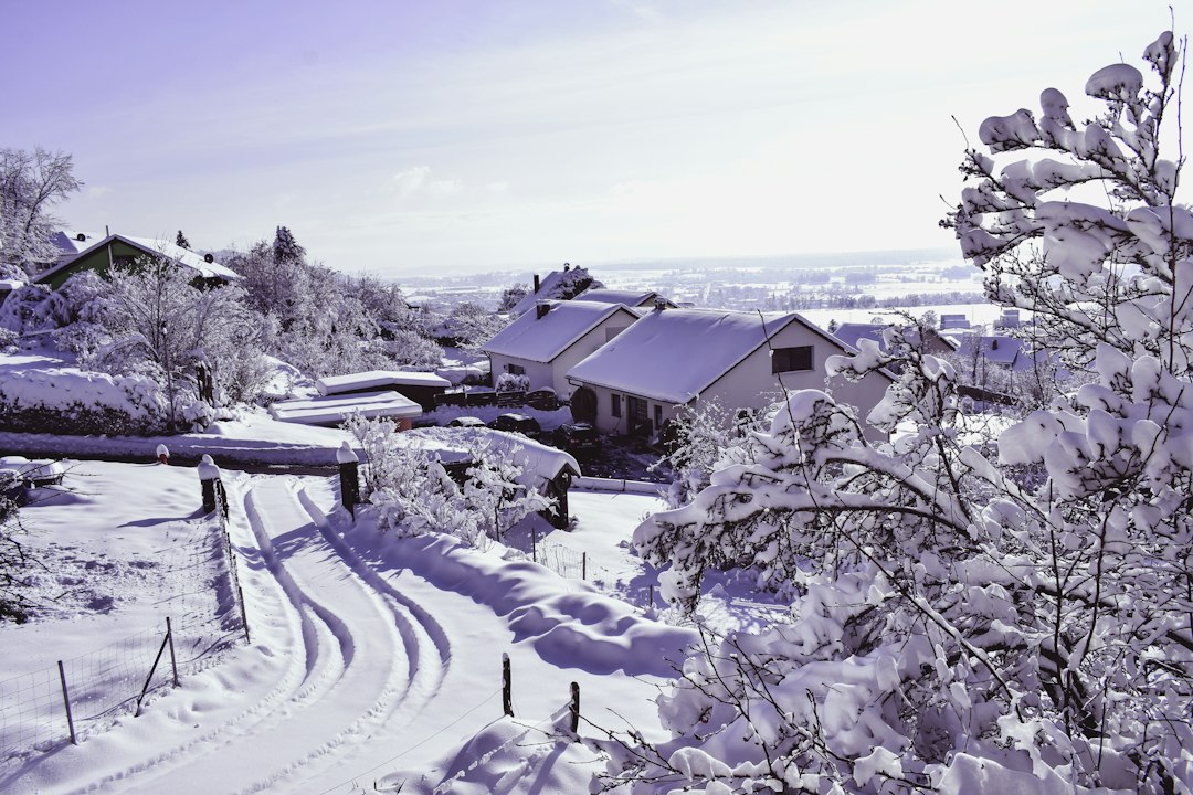 Snow-covered houses and trees on a winter day