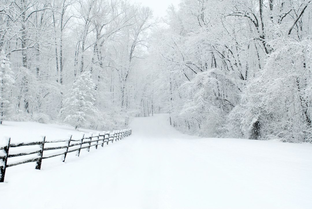 Snowy road leading to a home in winter